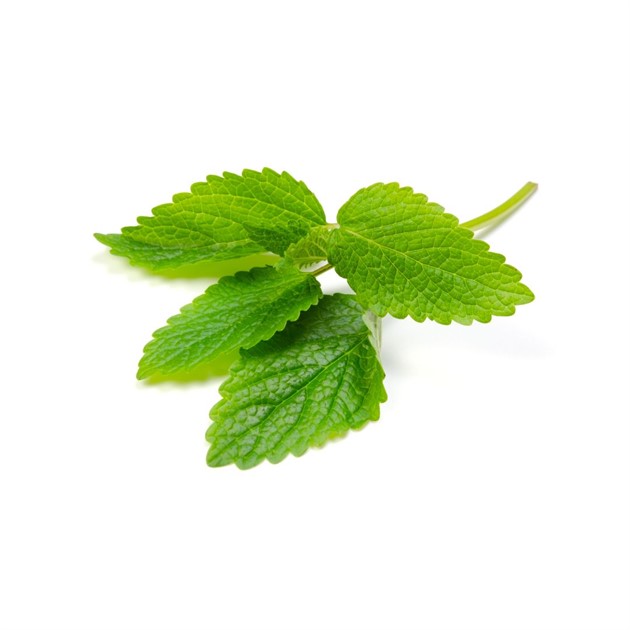 Citronmeliss färsk i kruka KRAV