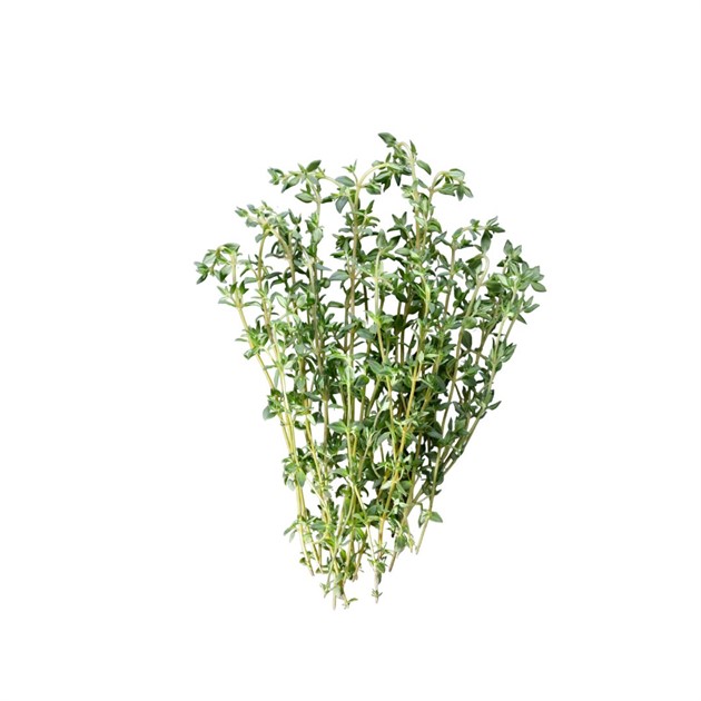 Timjan färsk 1 kg
