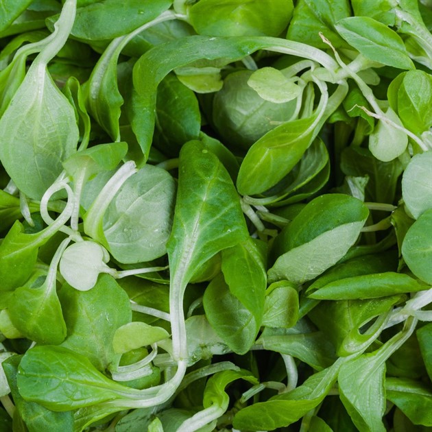 Sallad Mache 100g