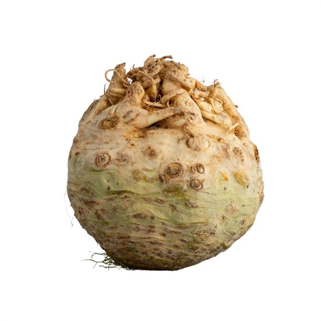 Rotselleri kg