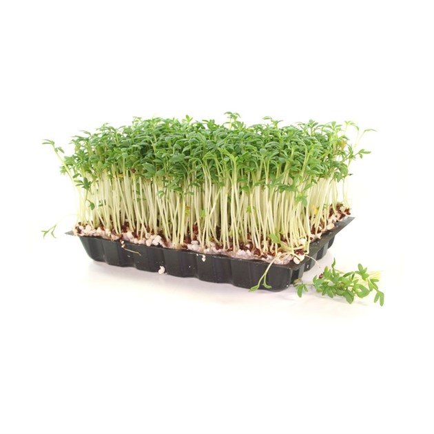 Krasse Daikon