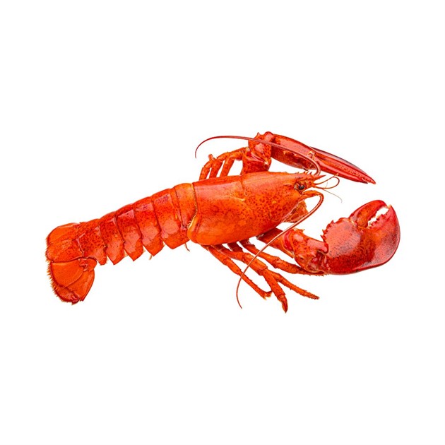 Hummer hel 400g fryst